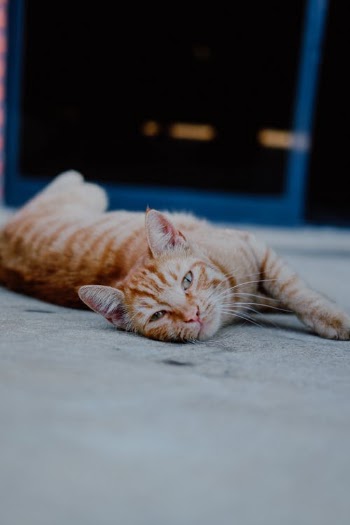 Photo of an Orange Tabby Cat Lying on the Floor · Free Stock Photo