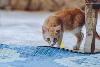 Photo of an orange tabby kitten