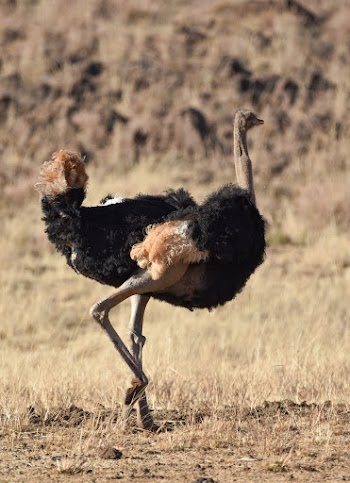 Photo of an Ostrich on Grassland