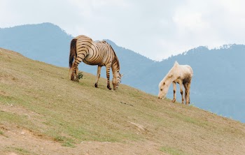 Photo Of Animals