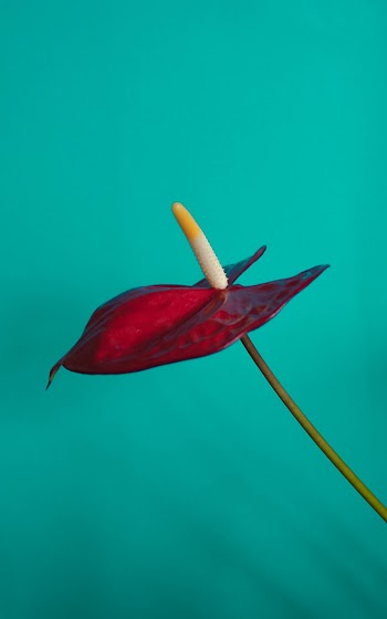 Photo of Anthurium Flower