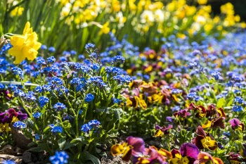Photo of Assorted-color Flowers at Daytime