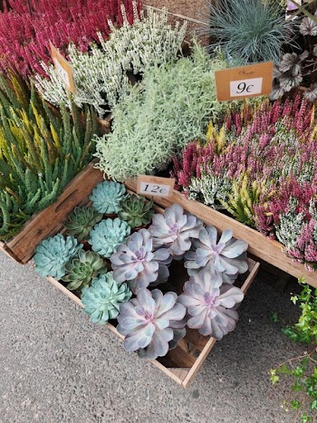 Photo of Assorted Plants