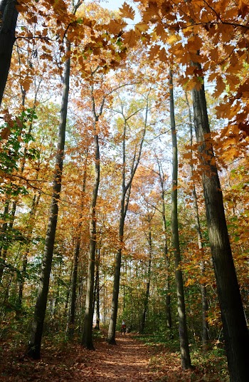 Photo of Autumn Mood Forest