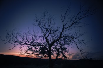 Photo of Autumn Tree during Sunset