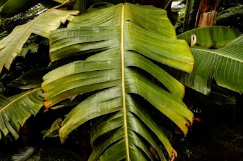 Photo of Banana Tree