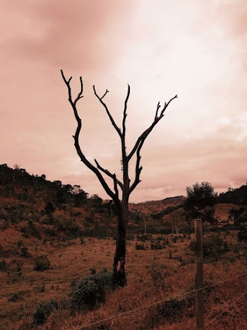 Photo of Bare Tree