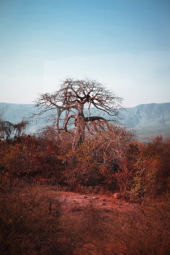 Photo of Bare Tree Near Plants