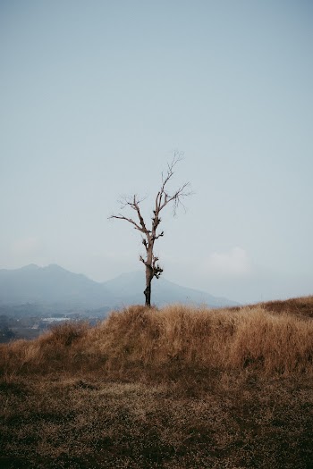 Photo of Bare Tree on a Field