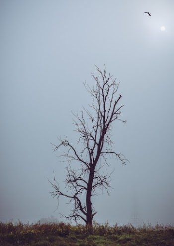 Photo of Bare Tree Under Clear Blue Sky