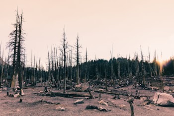 Photo of Bare Trees 
