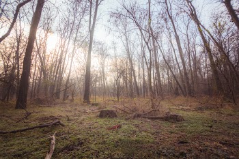 Photo of Bare Trees During Daytime
