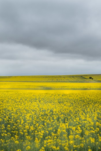 Photo of Bed of Yellow Petaled Flowers