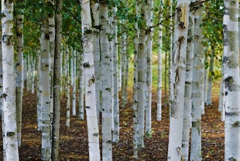 Photo of Birch Trees in Forest