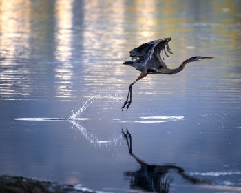 Photo Of Bird