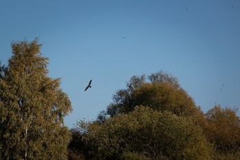 Photo of Bird Flying