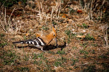 Photo of Bird on Ground