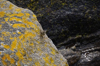 Photo of Bird on Mossy Rock