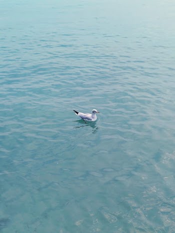 Photo of Bird on Water
