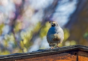 Photo of Bird Perched on Top of Roof