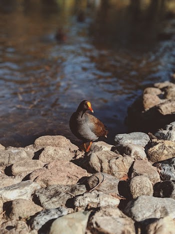 Photo Of Bird Perched On Top Of Stone