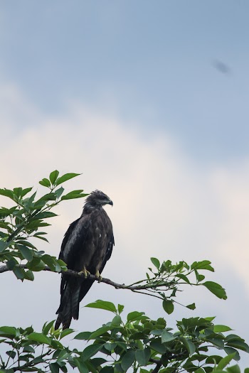 Photo of Bird Perched on Tree Branch