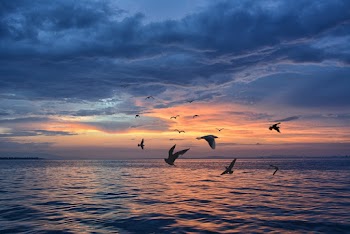 Photo of Birds Flying Above Body of Water During Golden Hour