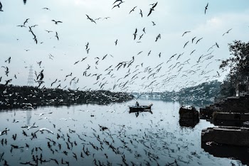 Photo Of Birds Flying During Daytime