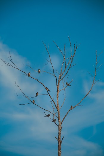 Photo of Birds Perched on a Bare Tree