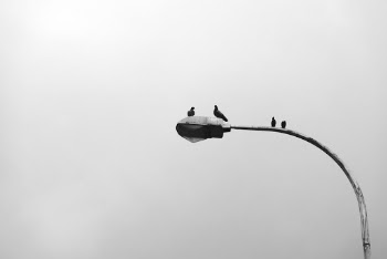Photo of Birds Perched On Street Light