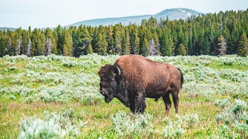 Photo of Bison on Grass Field