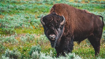 Photo of Bison on Grass Field