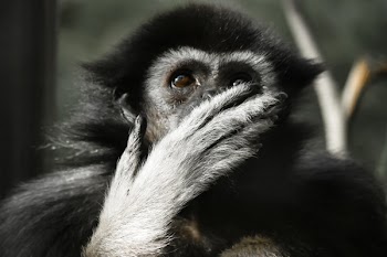 Photo of Black and Gray Primate