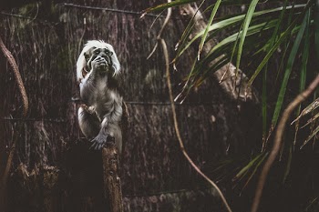 Photo of Black and Gray Primate Standing in Front of Brown Wooden Surface