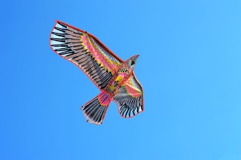 photo of black and pink kite