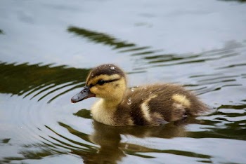 Photo of Black and Yellow Duckling Wading in Water
