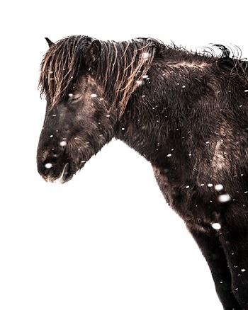 Photo Of Black Horse