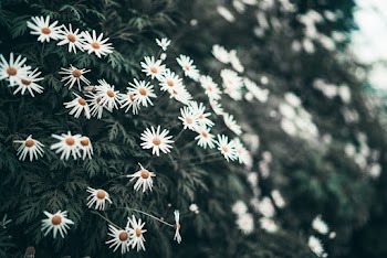 Photo of blooming white and yellow daisy flowers