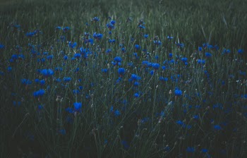 Photo of Blue Petaled Flowers