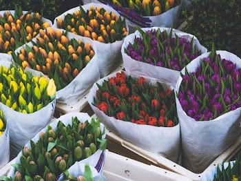 Photo of Bouquet of Tulips