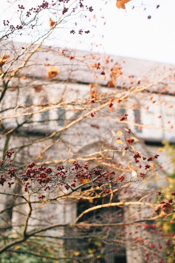Photo of Branches