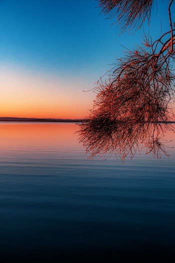 Photo of Branches Across the Ocean During Golden Hour