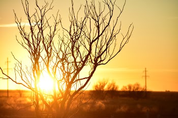 Photo of Branches during Golden Hour