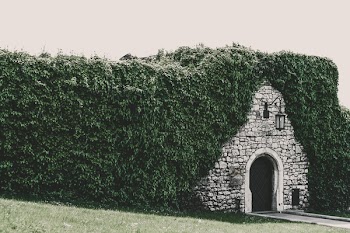 Photo of Brick Wall Tunnel Beside Bush