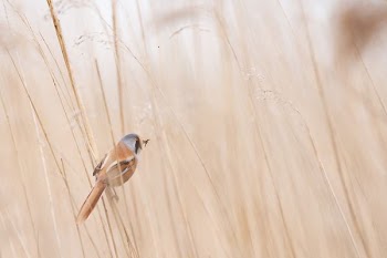 photo of brown and gray short-beak bird