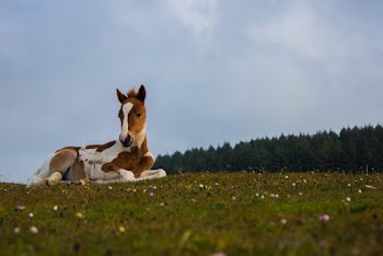 Photo of Brown and White Foal Lying on Grass Field