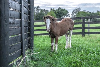 Photo of Brown and White Horse