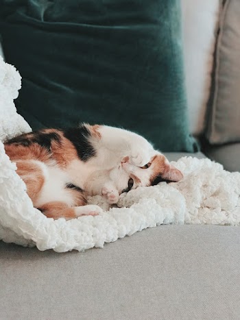 Photo of Brown, Black, and White Cat Sleeping on White Textile on Gray Sofa