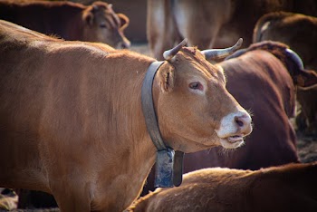 Photo of Brown Cattle