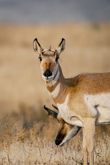 Photo Of Brown Deer